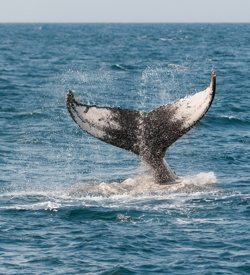 9 Nights 10 Days Tour Programme